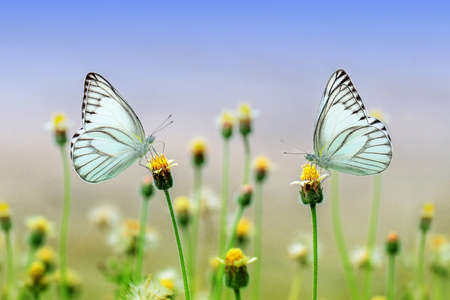 Blue Butterflies