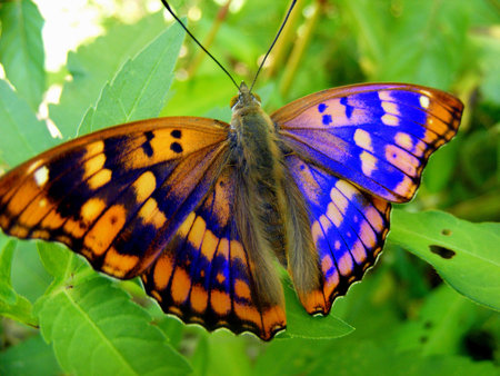 Colorful Butterfly