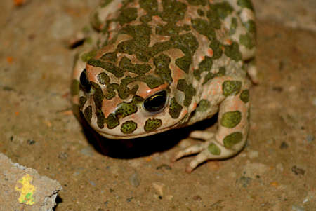 Frog