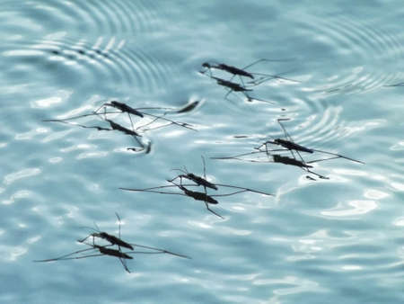 Water