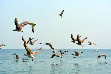 Birds