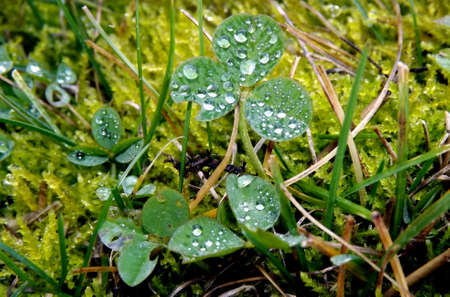 Clover