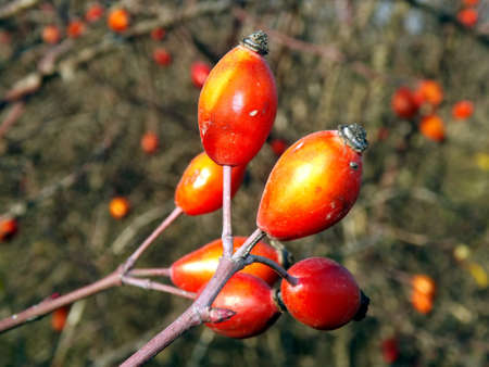 Rosehip