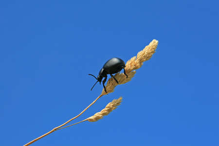 Fly