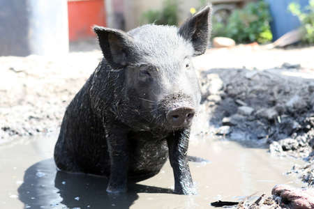 Pig