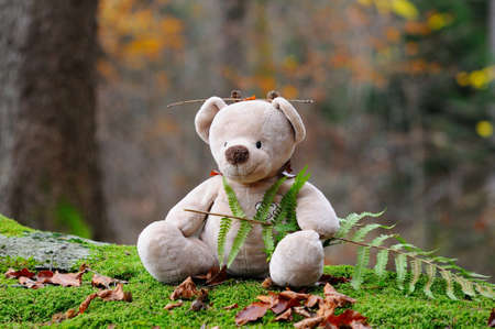 Bear