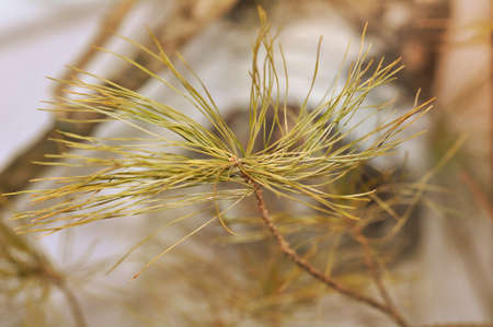 Pine