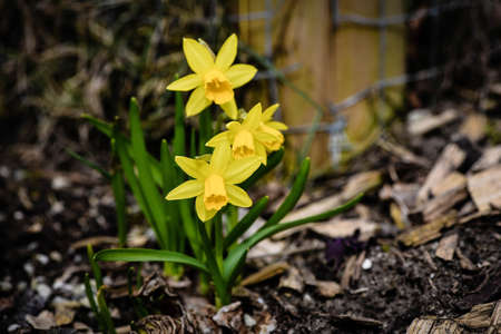 Daffodils