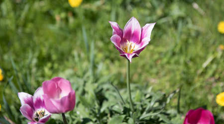 Tulips