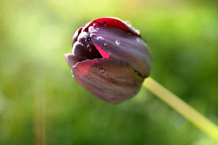 Fresh Flower