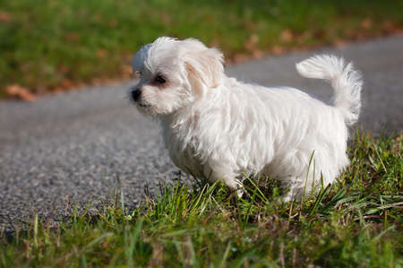 Cute Dog