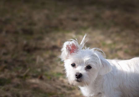 White Dog