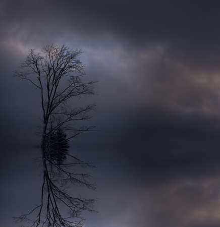 Lonely Tree