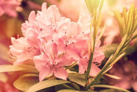 Blooming