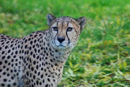 Cheetah