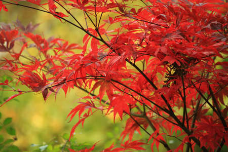 Autumn