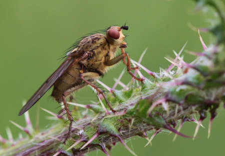 Fly