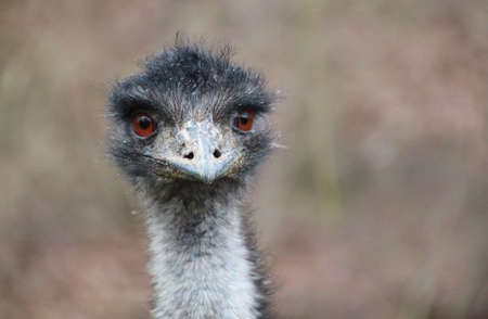 Ostrich