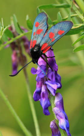 Burnet
