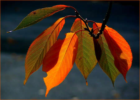 Colors of Nature