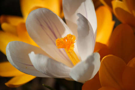 White Flower