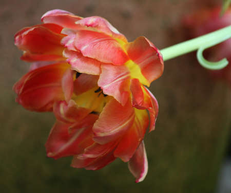 Tulip