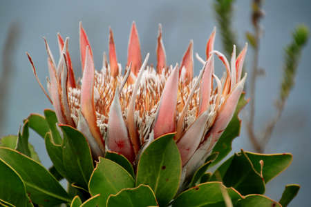 Protea