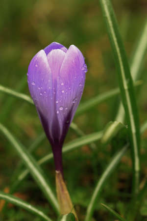 Purple Crocus