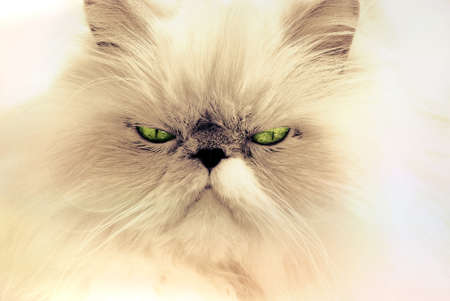 White Cat