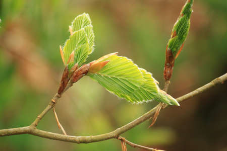 Green Leaves