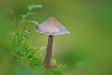 Mushroom
