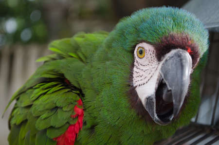 Parrot Closeup