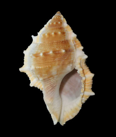 Sea Shell