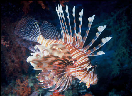 Lion Fish