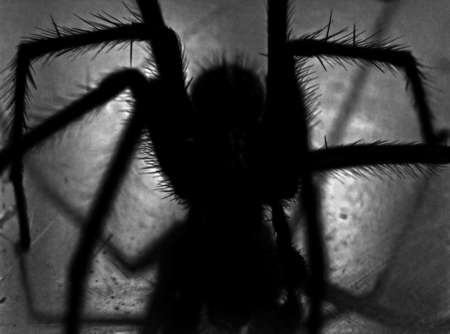 Arachnophobia