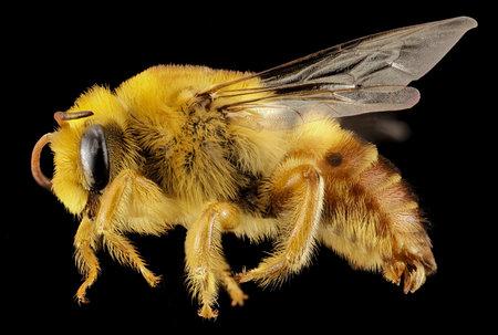 Plasterer Bee