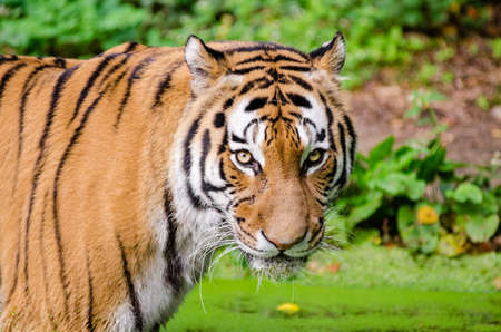 Beangal Tiger