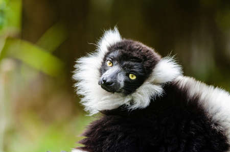 Ruffed Lemur
