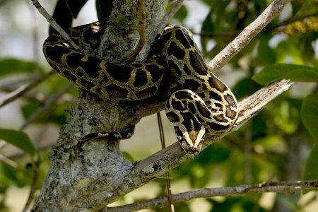 Burmese Python