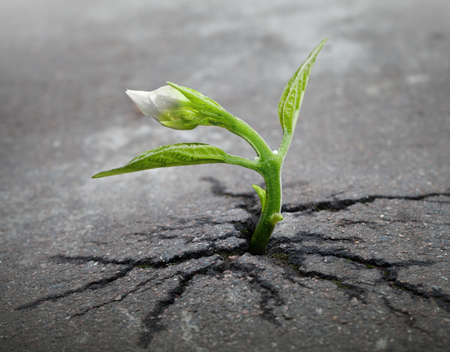 Sprout Growing