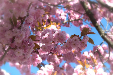 Japanese Flowering Cherry