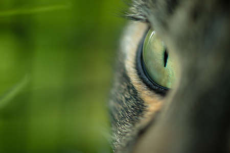 Cat Eye