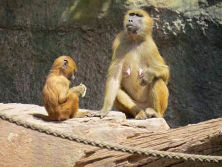Wild Monkeys