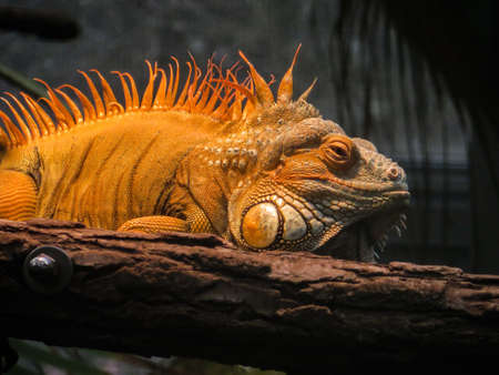 Wild Iguana