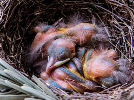 Blackbird Nest
