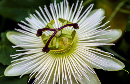 Passion Flower