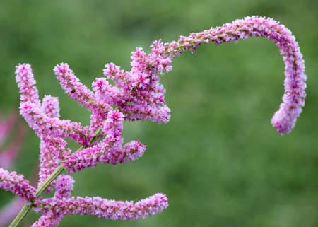 Blooming Flowers
