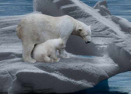 Polar Bears