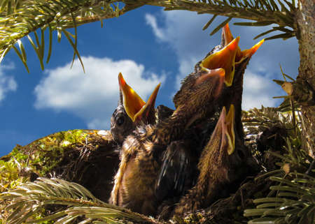 Bird Nest