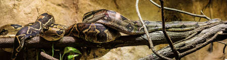 Wild Boa